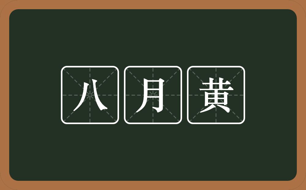 八月黄的意思？八月黄是什么意思？