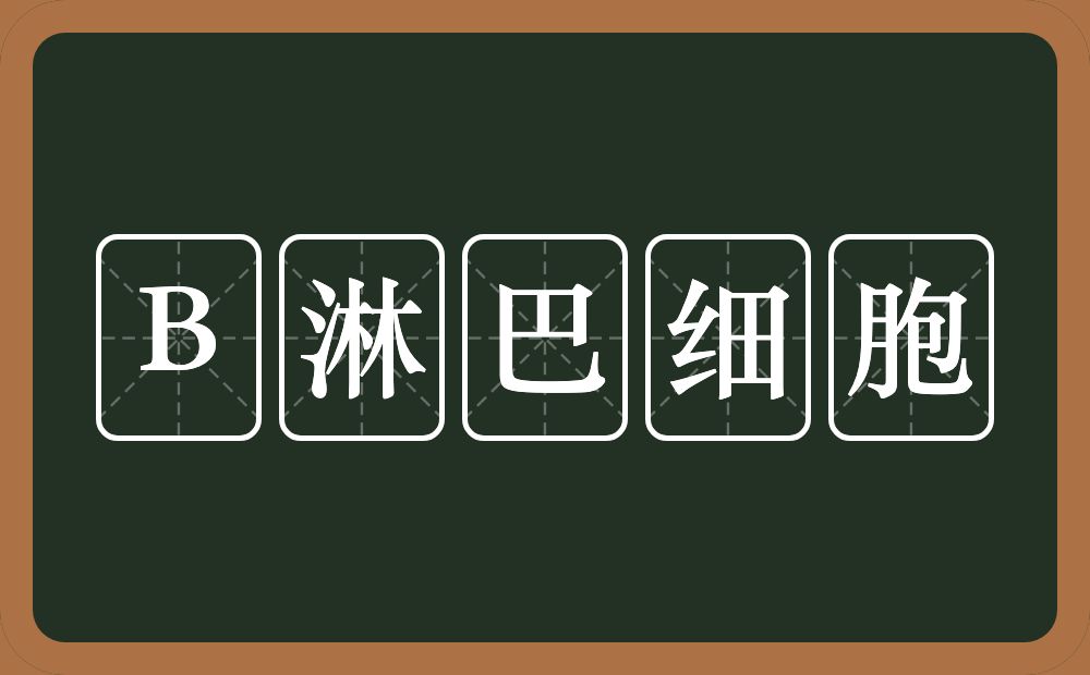 B淋巴细胞的近义词/反义词