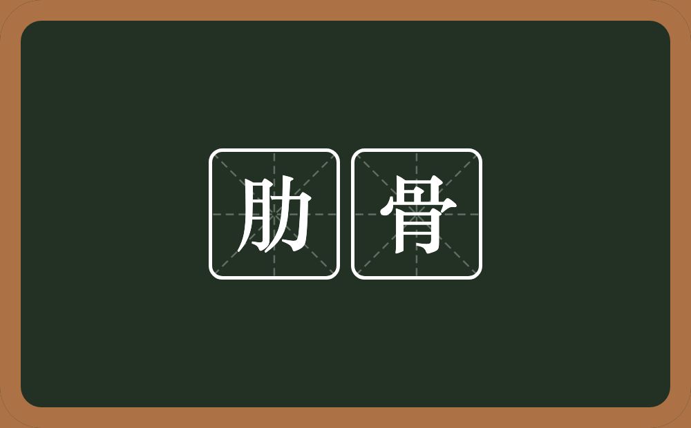肋骨的意思?肋骨是什么意思?