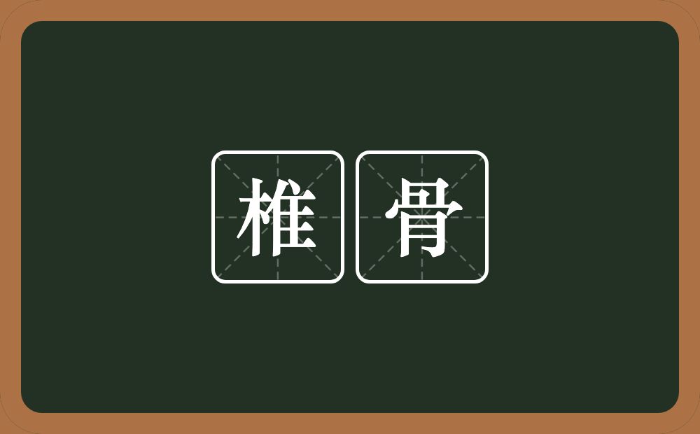椎骨的意思？椎骨是什么意思？