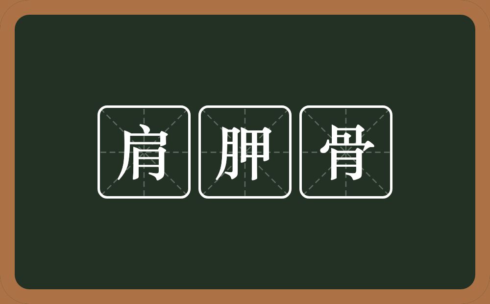 肩胛骨的意思？肩胛骨是什么意思？