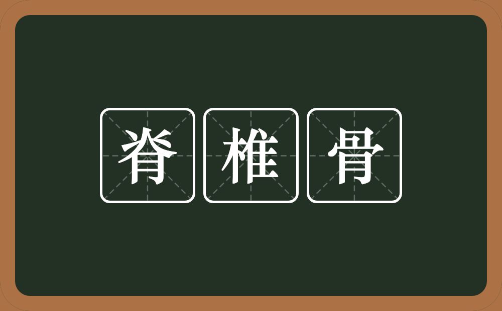 脊椎骨的意思？脊椎骨是什么意思？