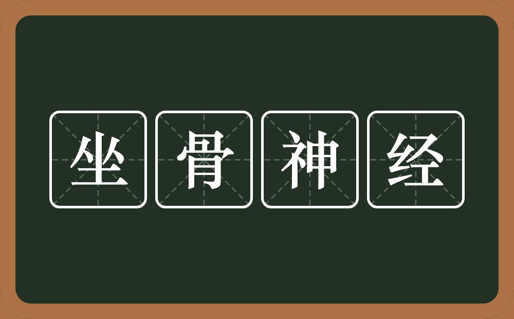 坐骨神经的意思？坐骨神经是什么意思？