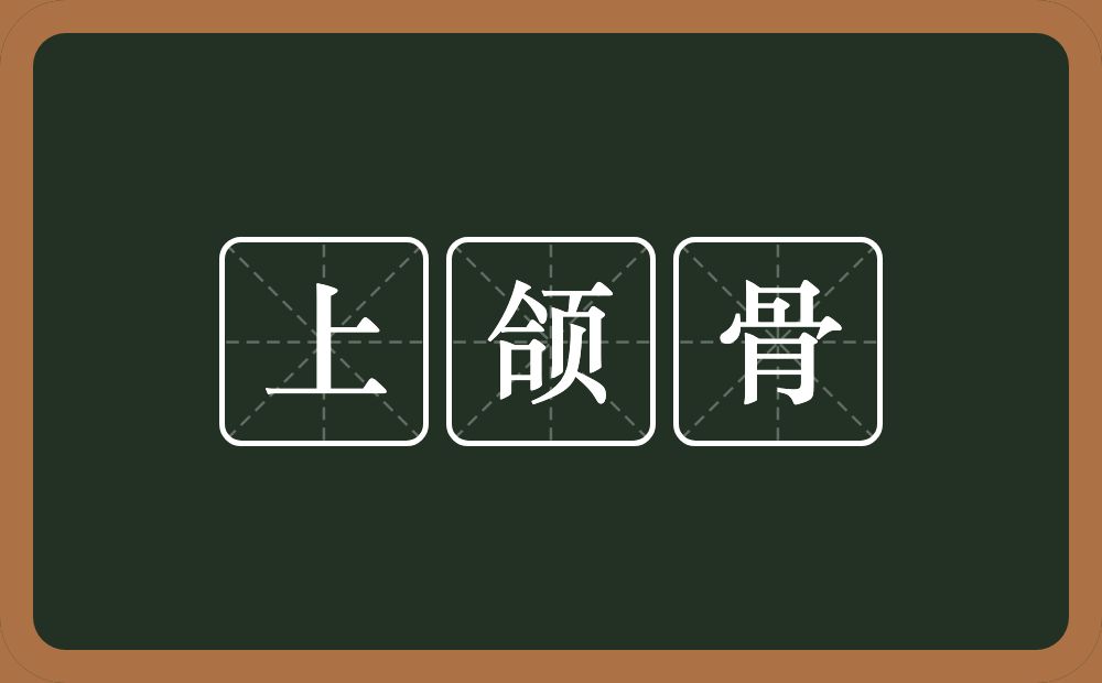 上颌骨的意思？上颌骨是什么意思？