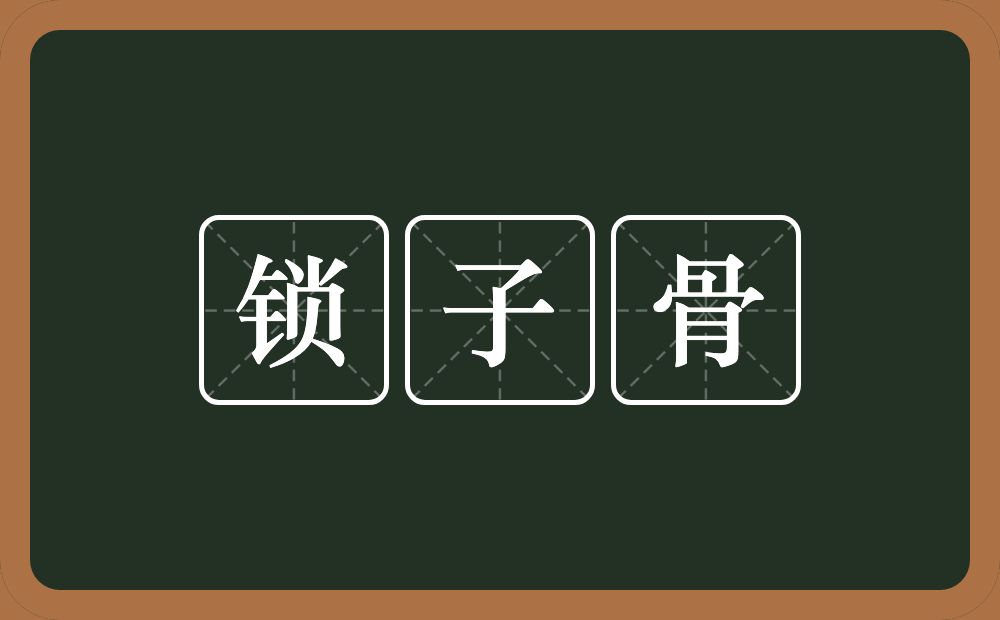 锁子骨的意思?锁子骨是什么意思?